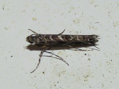 Neurobathra strigifinitella