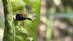 Compsapoderus erythrogaster