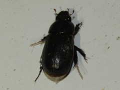 Dyscinetus morator