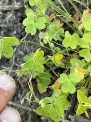 Oxalis laxa