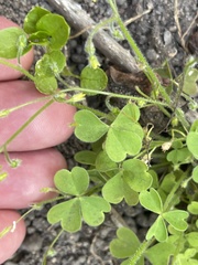 Oxalis laxa