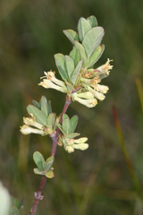 Lonicera caerulea cauriana