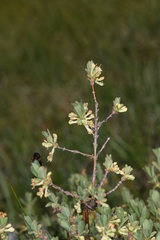 Lonicera caerulea cauriana