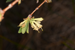 Lonicera caerulea cauriana