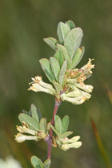 Lonicera caerulea cauriana