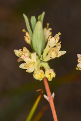 Lonicera caerulea cauriana