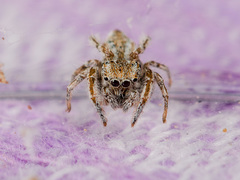 Marusyllus uzbekistanicus