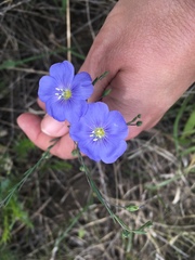 Linaceae