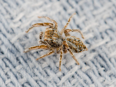 Marusyllus uzbekistanicus