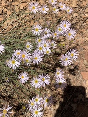 Erigeron utahensis