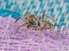 Marusyllus uzbekistanicus