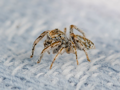 Marusyllus uzbekistanicus