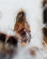 Marusyllus uzbekistanicus