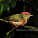 Kinglet Manakin - Photo (c) Ronald Fernández, some rights reserved (CC BY-NC-ND)