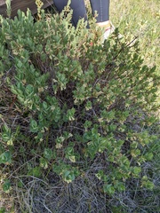 Lonicera caerulea cauriana