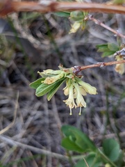 Lonicera caerulea cauriana