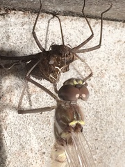 Macromia