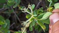 Lonicera caerulea cauriana