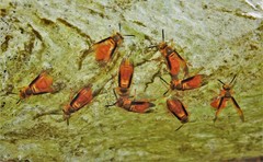 Parachartergus smithii