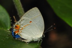 Iaspis andersoni