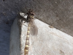 Macromia