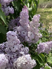 Syringa vulgaris