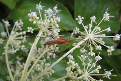 Idiostrangalia sozanensis