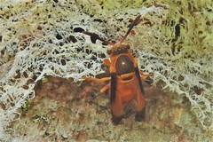 Parachartergus smithii