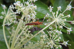 Idiostrangalia sozanensis