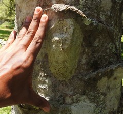 Parachartergus smithii