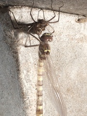 Macromia