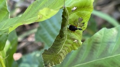 Compsapoderus erythrogaster