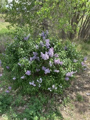 Syringa vulgaris