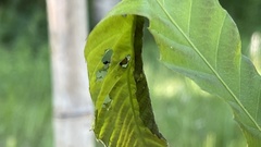 Compsapoderus erythrogaster
