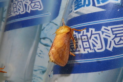 Narosoideus flavidorsalis