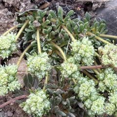 Eriogonum villiflorum