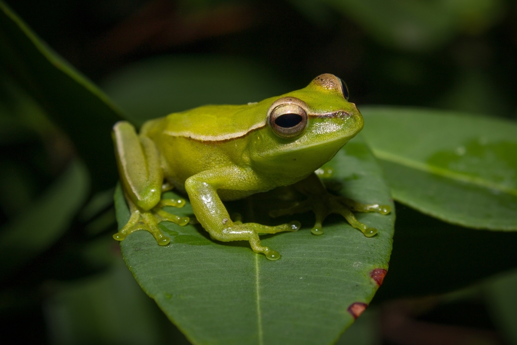 Gunther's Brazilian Treefrog