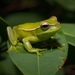 Gunther's Brazilian Tree Frog - Photo (c) Micael De Bona, some rights reserved (CC BY-NC), uploaded by Micael De Bona