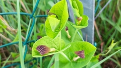 Aristolochia rotunda