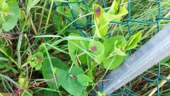 Aristolochia rotunda