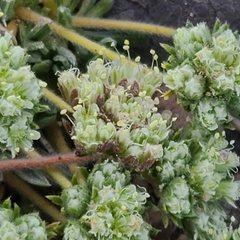 Eriogonum villiflorum