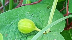 Aristolochia rotunda