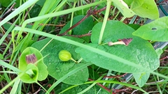 Aristolochia rotunda