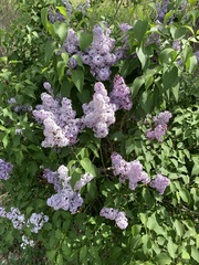 Syringa vulgaris