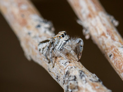 Marusyllus uzbekistanicus