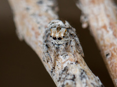 Marusyllus uzbekistanicus