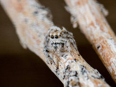 Marusyllus uzbekistanicus