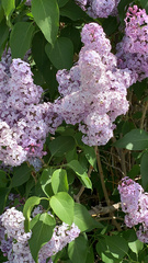 Syringa vulgaris