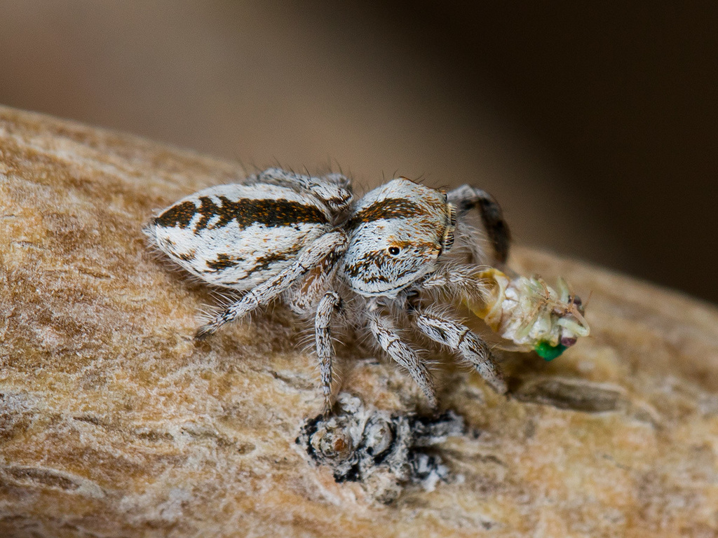 Marusyllus uzbekistanicus