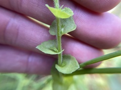 Triodanis perfoliata